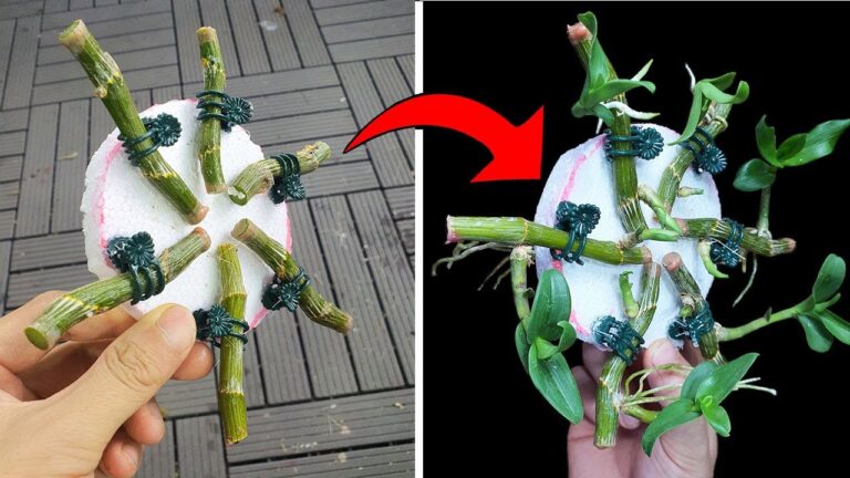 7 Easy Tips to Grow the Most Beautiful Orchids Using Styrofoam