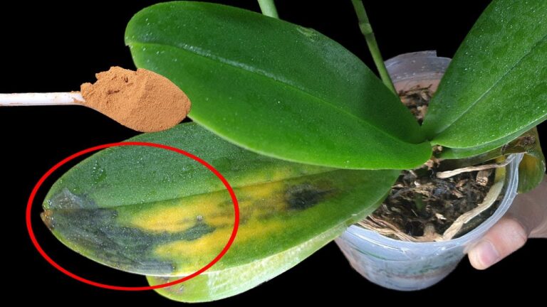 5 Essential Tips to Revive Your Dying Phalaenopsis Orchid Today!