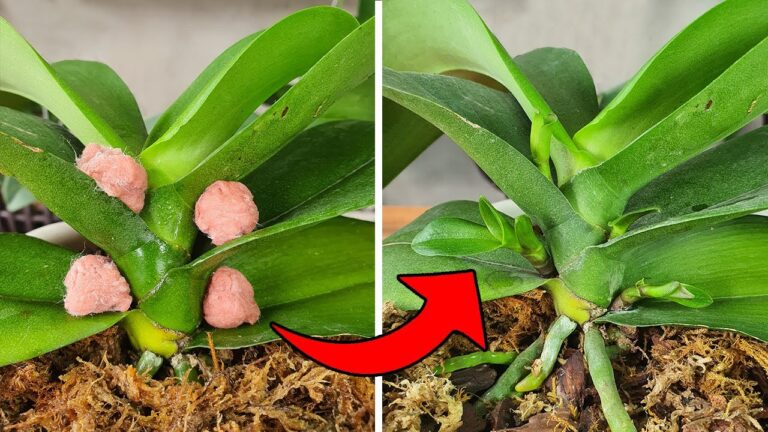 7 Unique Tips for Propagating Phalaenopsis Orchids That Will Amaze You