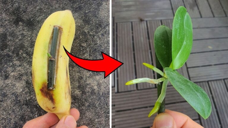 Discover the 1 Miracle Fruit 100x Stronger Than Garlic for Instant Orchid Roots!