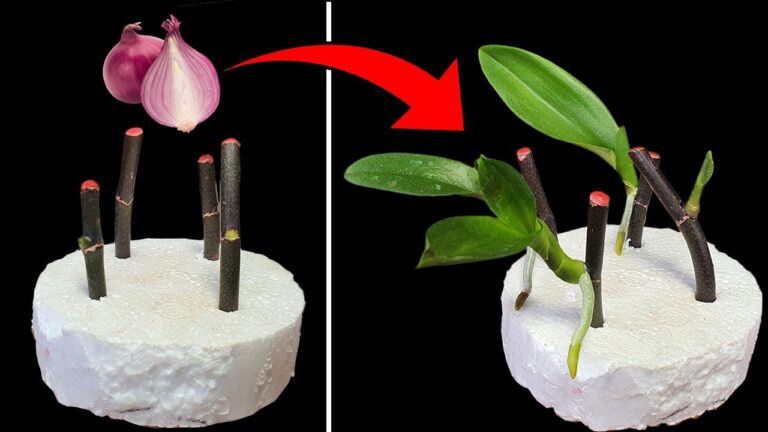 5 Simple Steps to Make Your Orchid Bloom All Year with Just Shallots!
