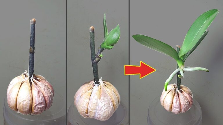 Discover 5 Secrets to Growing Stunning Orchids from Flower Branches!