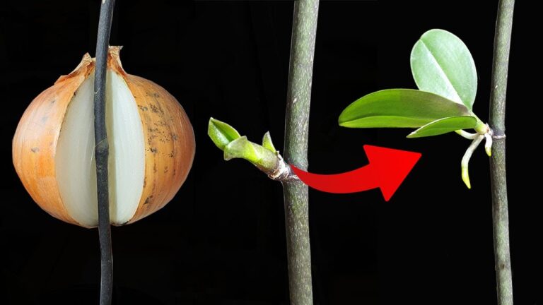 Transform Your Orchid with 5 Simple Steps Using Just Onions!