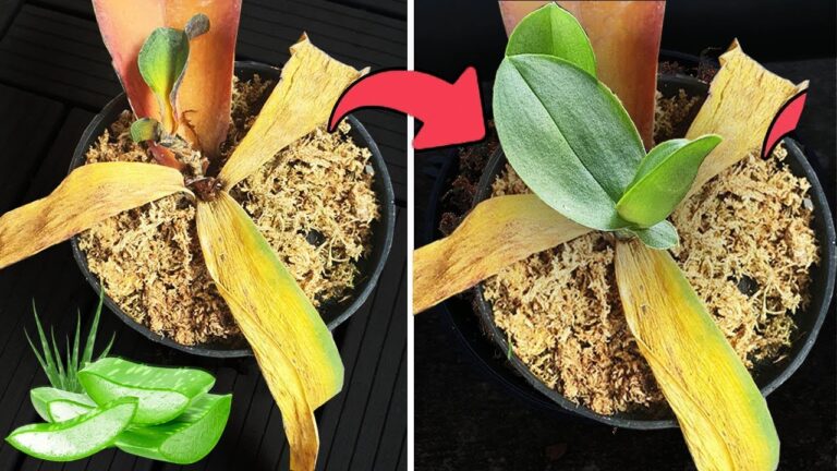 Revive Orchid with Just 1 Aloe Vera Leaf: 7 Easy Steps to Heal Root Rot!