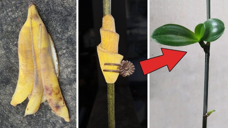 Discover 7 Unique Tips for Successfully Propagating Phalaenopsis Orchids!