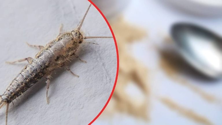 Get Rid of Silverfish at Home: Why Baking Soda Doesn’t Work