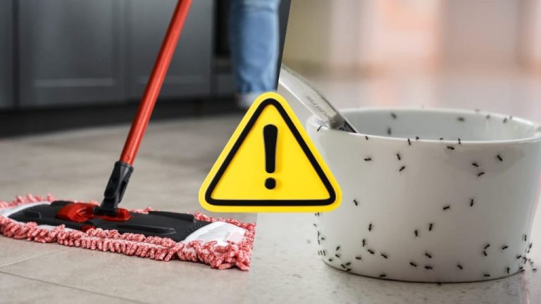 Get Rid of Those Autumn Ants in Your Home for Good with This Method