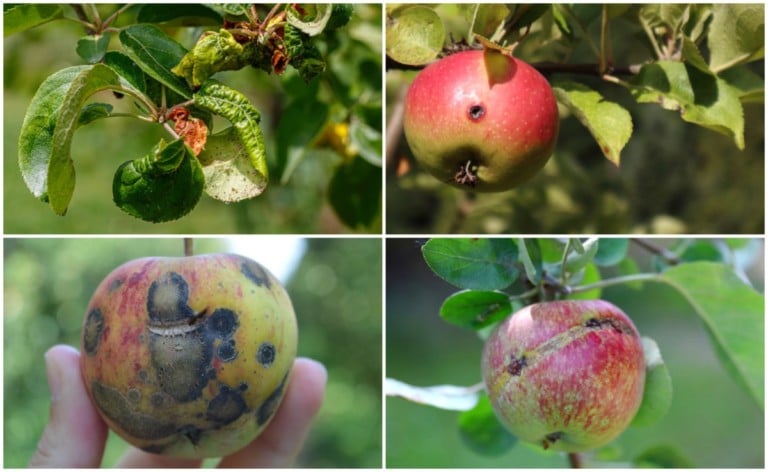 23 Apple Tree Troubles and How to Solve Them Quickly