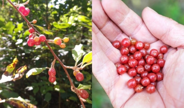 Discover Autumn Olive Berries: 11 Delicious Recipes to Try