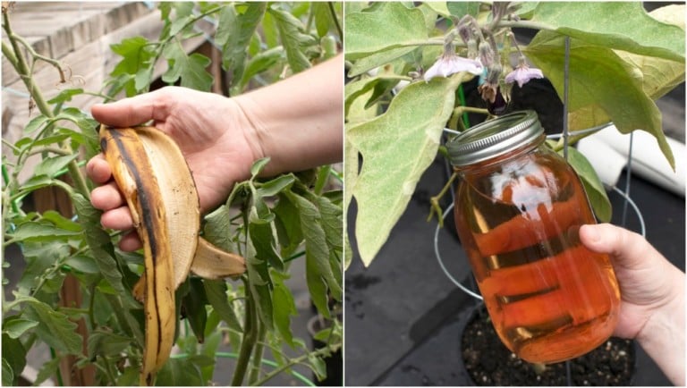 Banana Peel Fertilizer and 9 Surprising Garden Uses You Need to Know