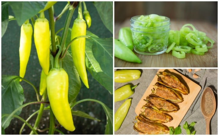 16 Must-Try Recipes Featuring Delicious Banana Peppers