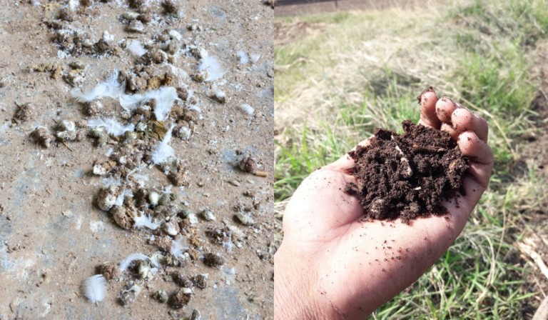 Composting Chicken Manure: Unlock Garden Secrets for Rich Soil