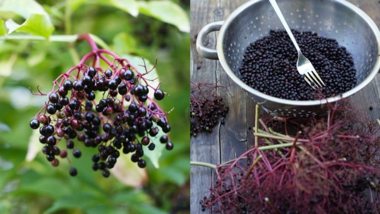 Elderberry Harvesting Tips and 12 Must-Try Recipes