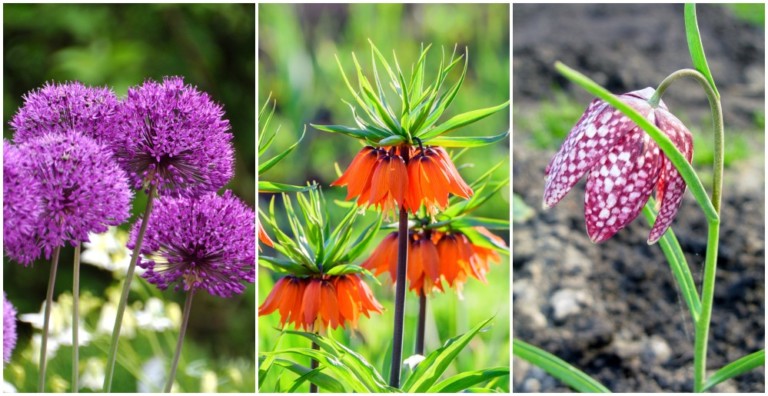 15 Fall Bulbs to Plant for a Gorgeous Spring Garden