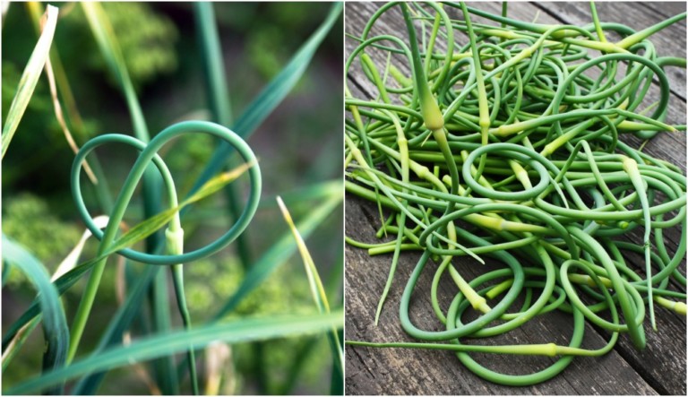 Harvest Garlic Scapes: 15 Must-Try Delicious Recipes