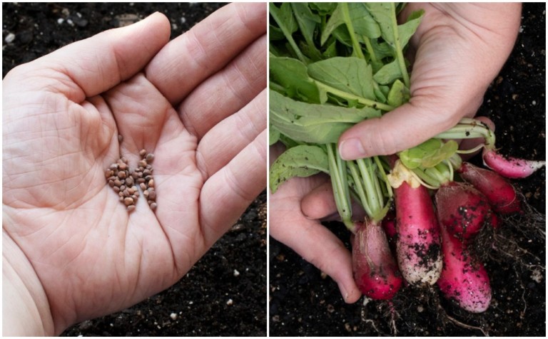 Grow Radishes Like a Pro: From Seed to Table in Just 30 Days
