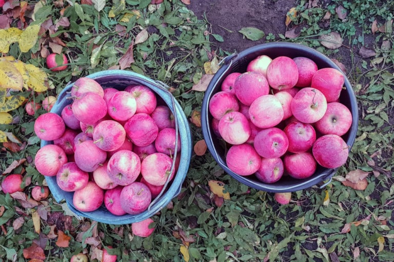 20 Genius Ways to Preserve Apples in Bulk