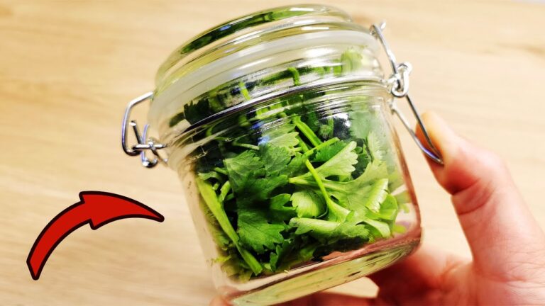 Save Cilantro for 1 Year: 2 Easy Methods for Fresh Flavor Anytime!