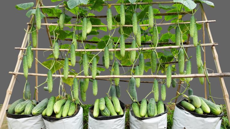 5 Simple Tips for Growing High-Yield Multi-Fruited Cucumbers at Home