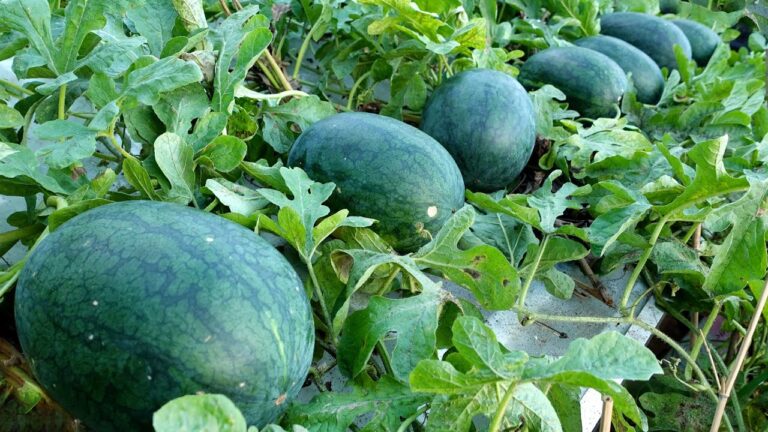5 Easy Steps to Grow Huge Watermelons on Your Terrace for Beginners