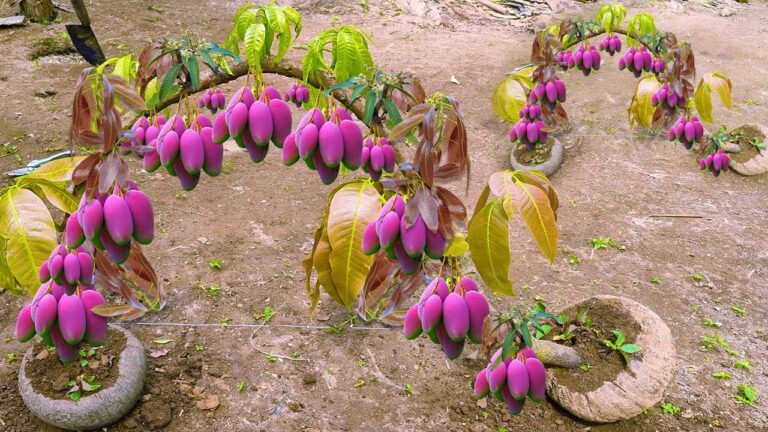 10 Amazing Techniques for Grafting Mango Trees with Banana Fruit