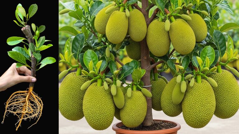 Boost Jackfruit Growth by 100% with This Simple Coca-Cola Trick!