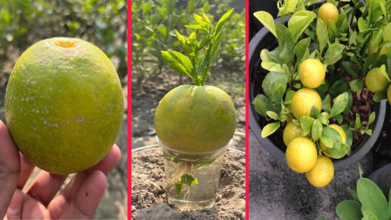 5 Unique Tips to Grow Lemon Trees with Aloe Vera Effortlessly