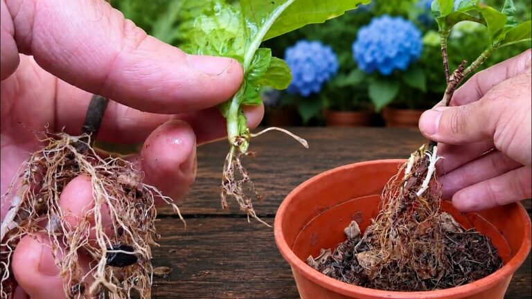Root 5 Easy Steps to Propagate Hydrangea Cuttings Successfully! 🌸