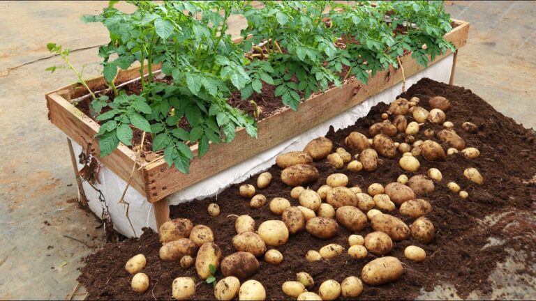 5 Secrets to Growing Potatoes Early for a Bountiful Harvest at Home