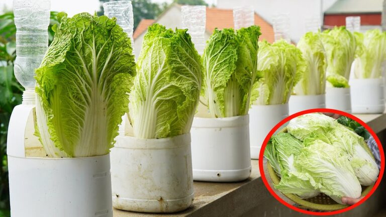 Grow 5 Amazing Cabbages in Plastic Bottles with This Secret Technique!