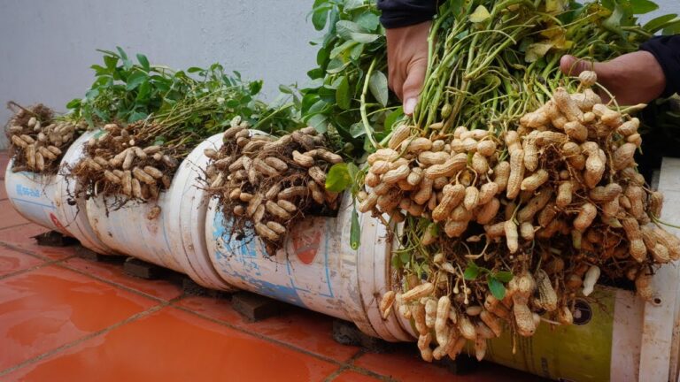 Discover 5 Secrets to Growing Abundant Peanuts for Your Family’s Harvest!