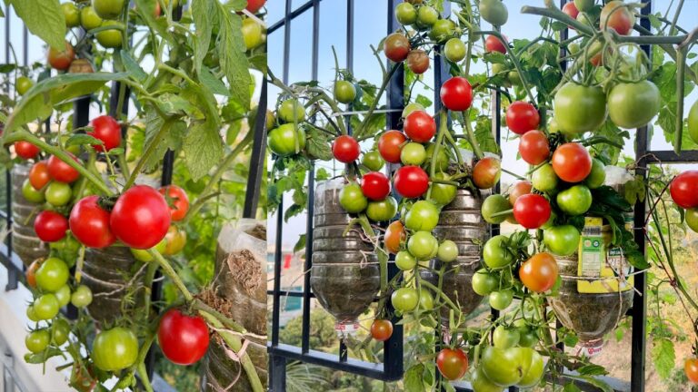 5 Easy Tips to Grow Tomatoes Without a Garden