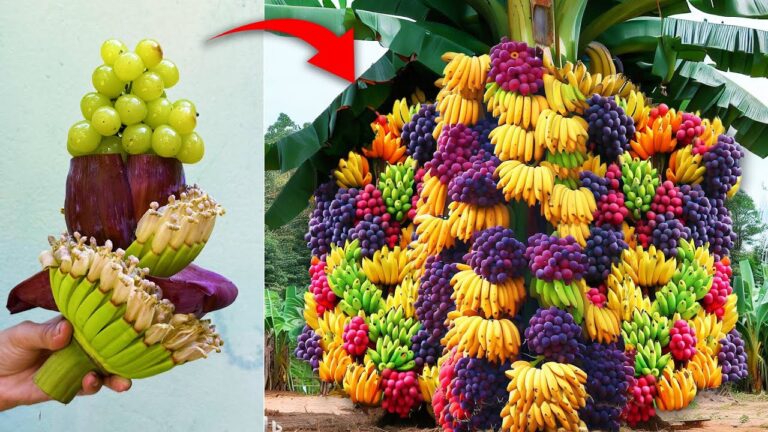 7 Simple Techniques to Graft Bananas with Grapes for Incredible Fruit!