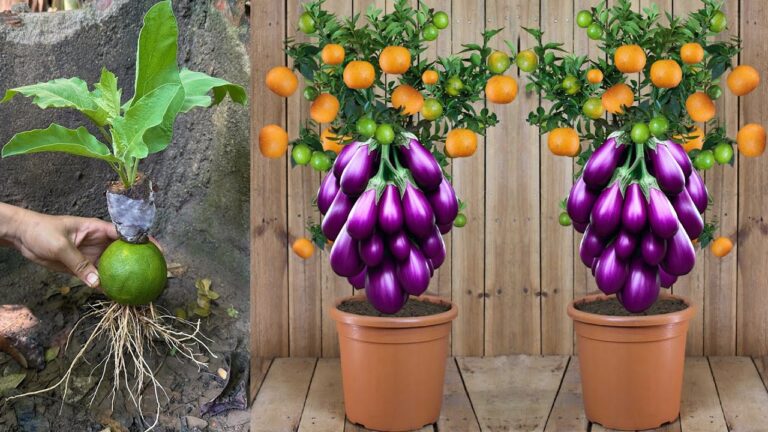 5 Unique Techniques to Grow Eggplants with Oranges for a Vibrant Garden!