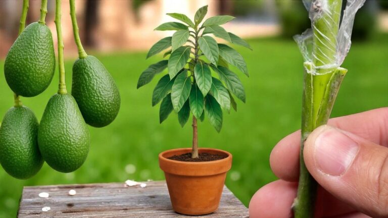 Master 5 Steps to Successfully Graft Avocados at Home