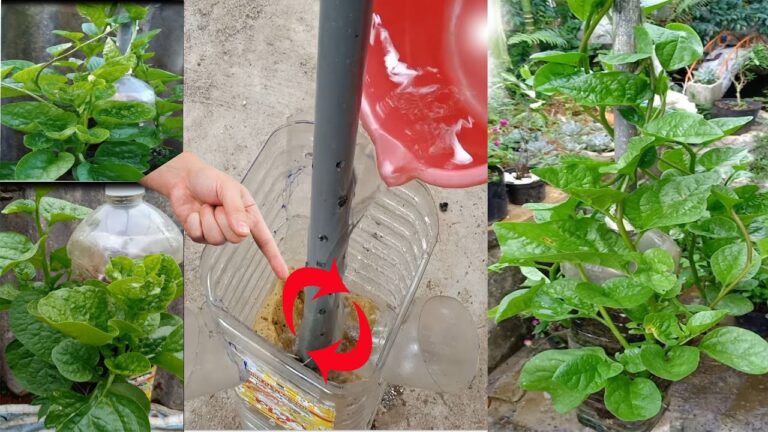 5 Easy Steps to Grow Spinach High Effectively in Your Garden