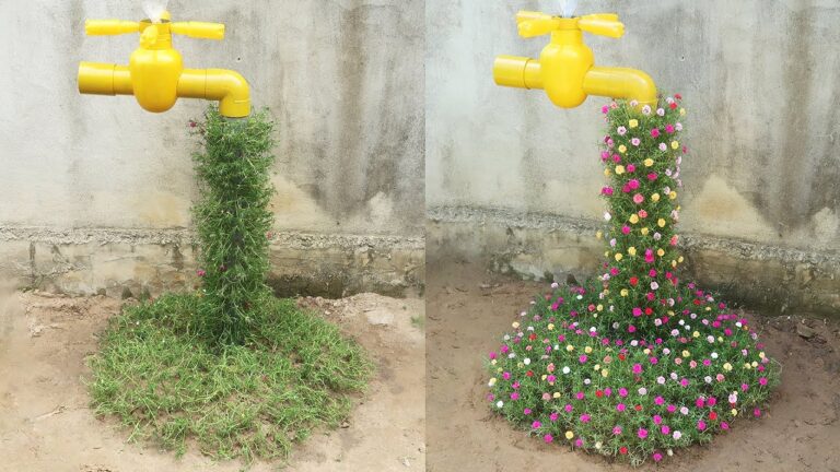 10 Stunning Portulaca Garden Ideas to Brighten Your Outdoor Space