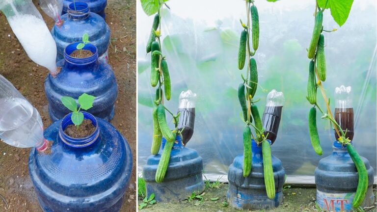 7 Easy Steps to Grow Cucumbers Vertically Using Plastic Bottles and Drip Irrigation