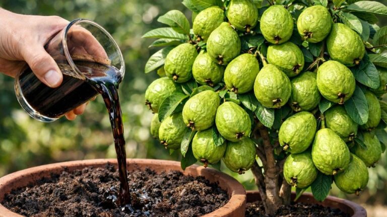7 Simple Ingredients to Help Your Fruit Plants Thrive Instantly