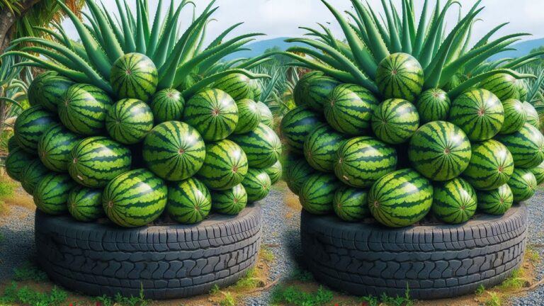 Discover 5 Tips for Grafting Watermelon with Aloe Vera for Amazing Results!