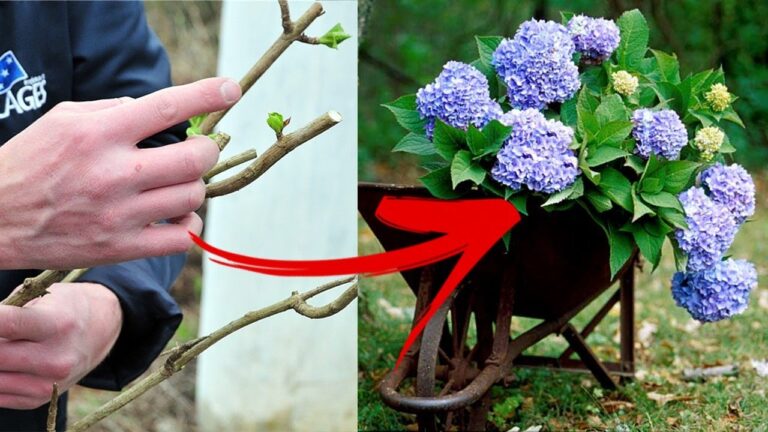 Grow 7 Beautiful Hydrangeas: Easy Tips for Planting and Care!