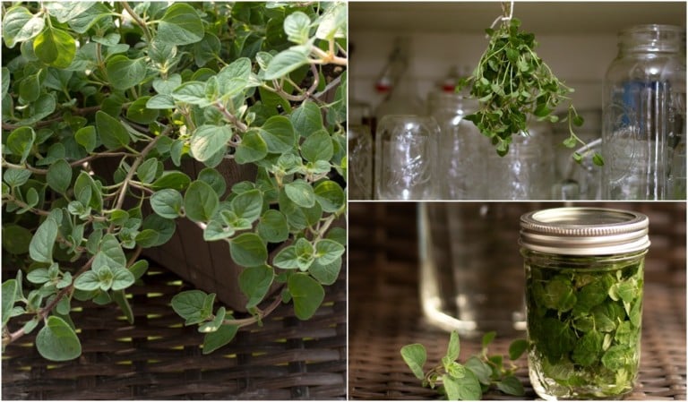 8 Creative Ways to Use Oregano and Simple Tips to Grow & Dry It