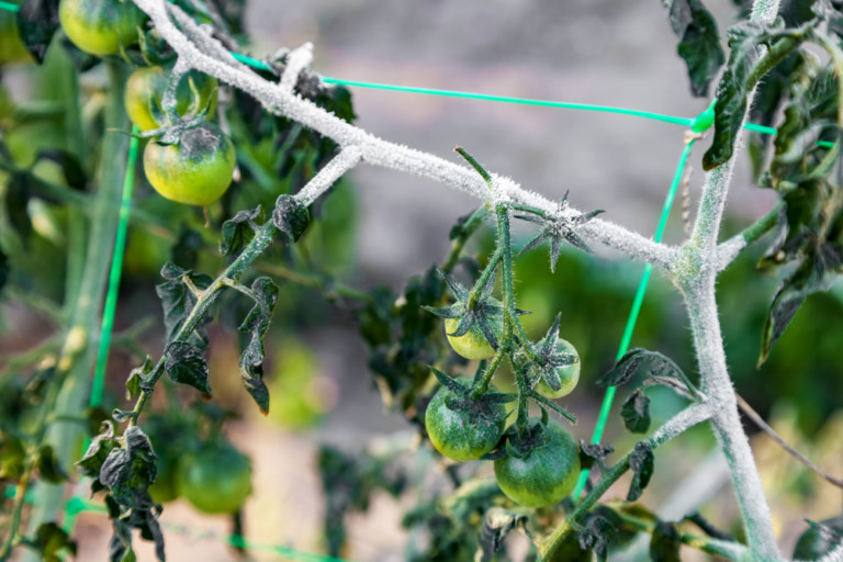13 Proven Tips to Shield Your Tomato Plants from Frost and Cold